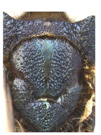   Sirex xerophilus  mesoscutum; photo by H. Goulet, CNC 
